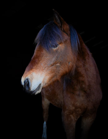 Aktivstall-Reitschule-Welle-Pferd-Abby