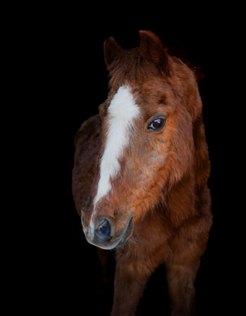 Aktivstall-Reitschule-Welle-Pferd-Bobby