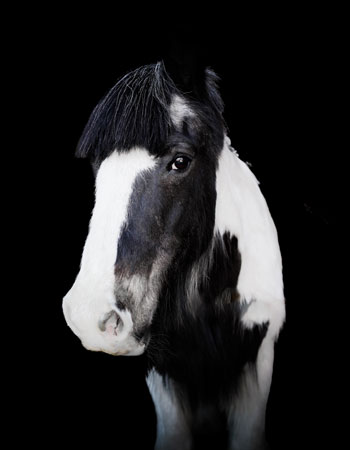 Aktivstall-Reitschule-Welle-Pferd-Dipsi