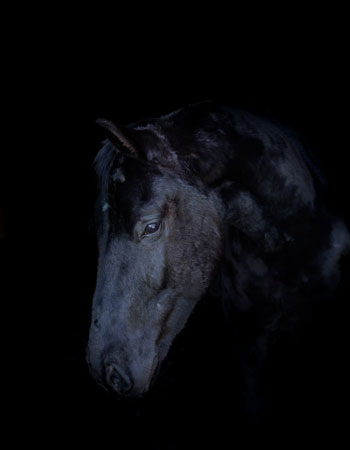 Aktivstall-Reitschule-Welle-Pferd-Faro