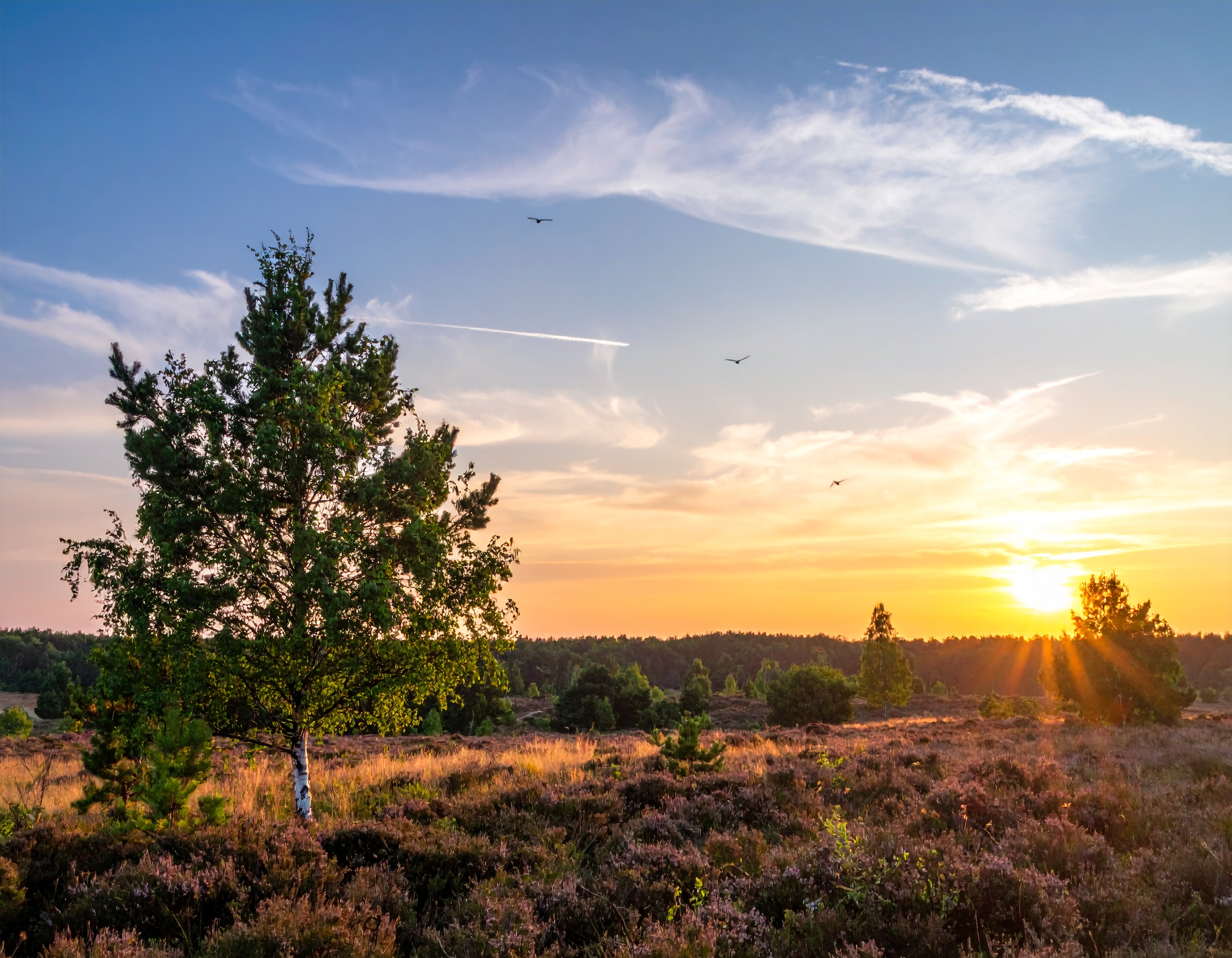 Aktivstall-Reitschule-Heideheimat-Heidelandschaft
