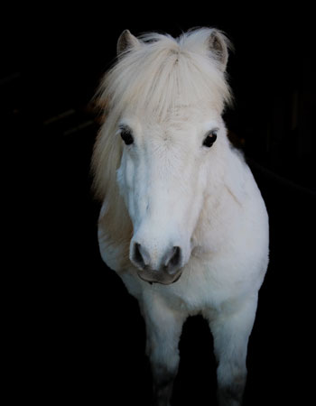 Aktivstall-Reitschule-Welle-Pferd-Honey