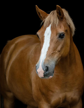 Aktivstall-Reitschule-Welle-Pferd-Milan