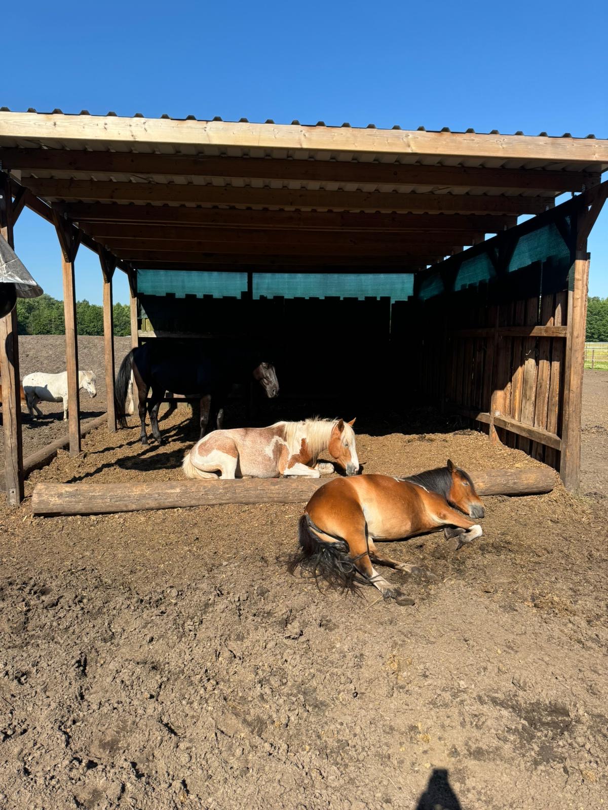 Aktivstall-Reitschule-Welle-Paddock