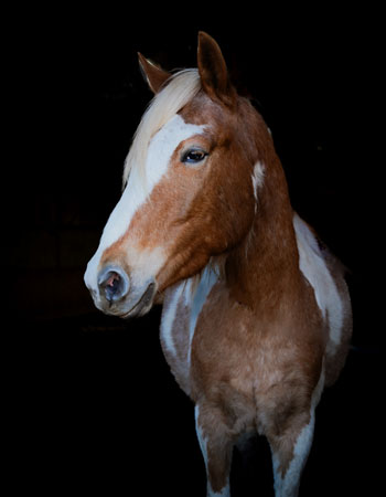 Aktivstall-Reitschule-Welle-Pferd-Maggi