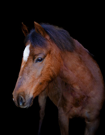 Aktivstall-Reitschule-Welle-Pferd-Rosi