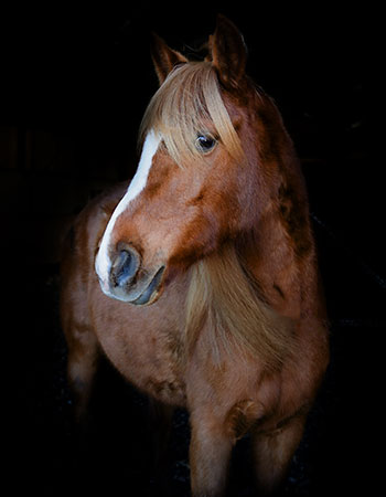 Aktivstall-Reitschule-Welle-Pferd-Stacy