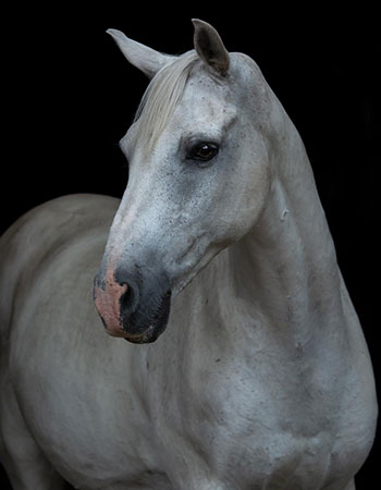 Aktivstall-Reitschule-Welle-Pferd-Vaci