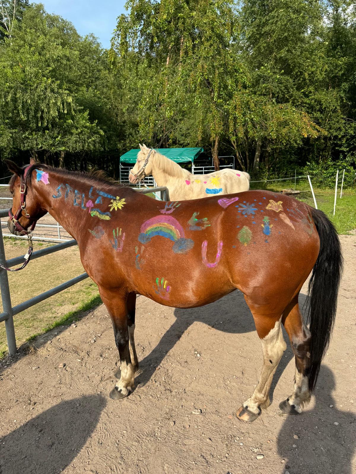 Buntes Pony